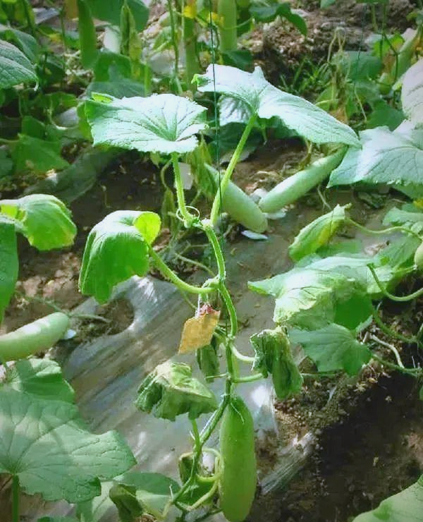 黄瓜秧移栽后停滞不长怎么办？找准原因三步拯救