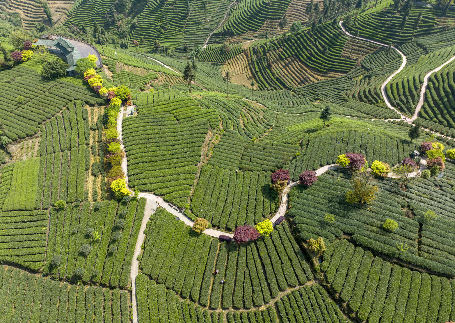 雅安茶旅融合:千年茶乡焕新颜,乡村振兴谱新篇