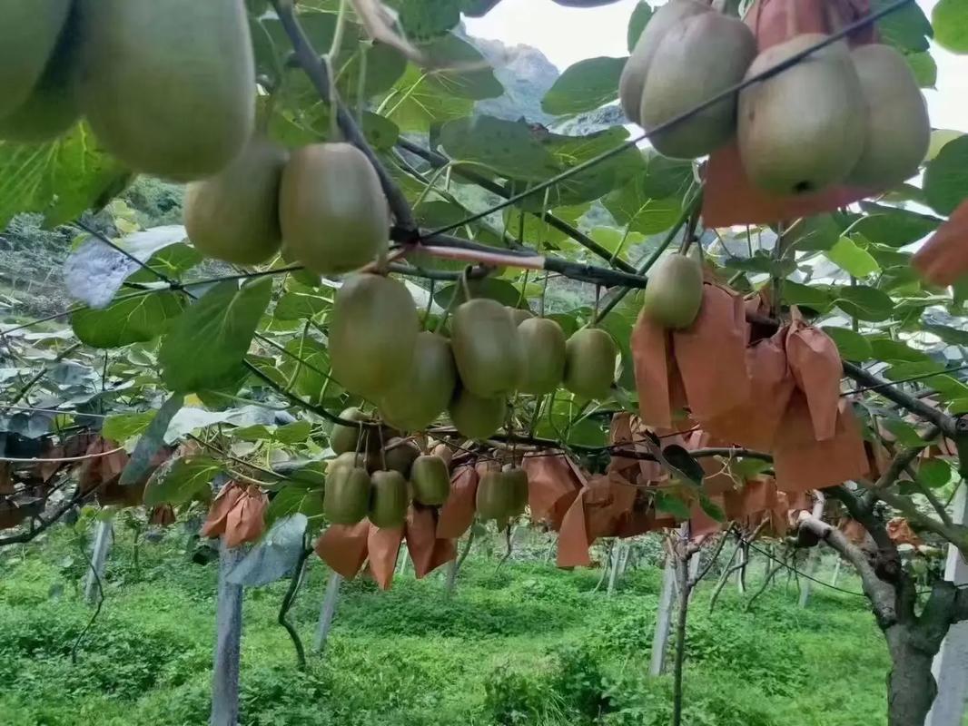 贵州水城区：现代农业绘就乡村振兴壮美画卷