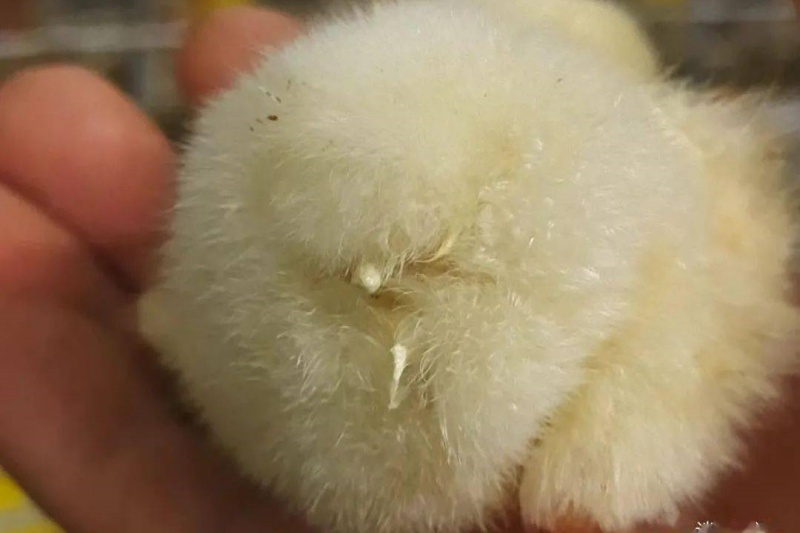 鸡白痢有什么症状？如何防治？