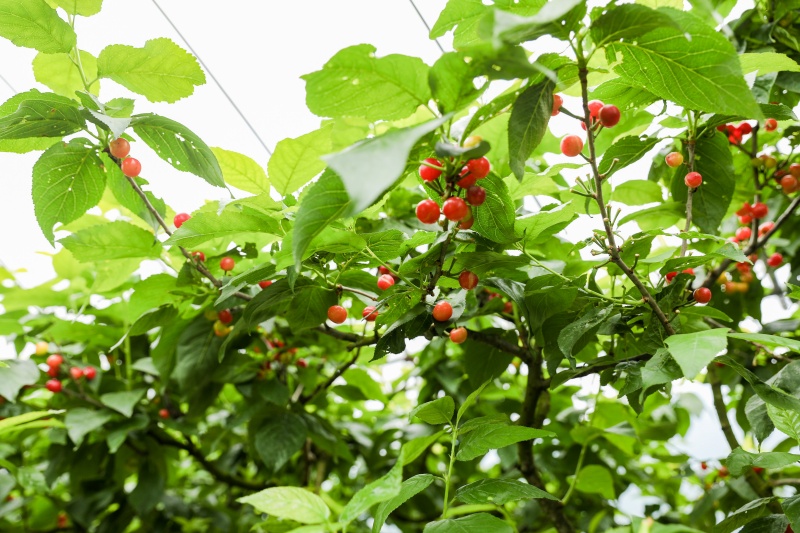 樱桃价格2026年预测：整体走低，但好果子依然&ldquo;金贵&rdquo;