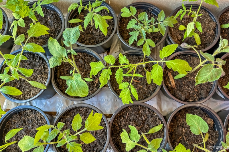 番茄苗猝倒病怎么办？如何防治？