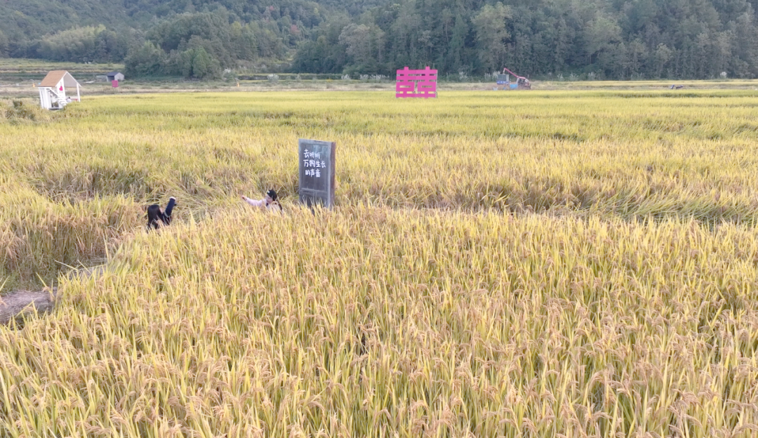 浙江省秋冬种生产冲刺:良种良机良法齐上阵 奏响冬季“奋进曲”