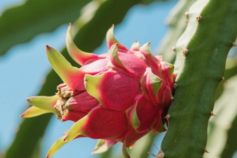 火龙果甜度为什么偏低?科学方法帮你提升甜度