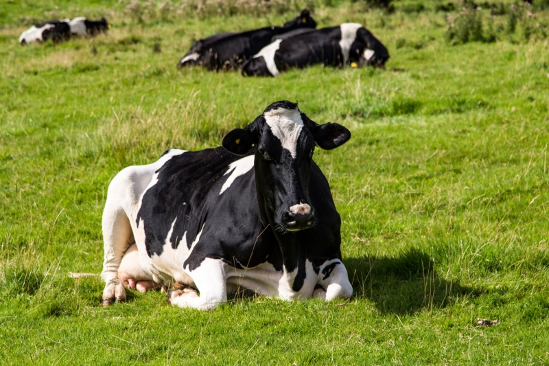 奶牛软骨症有什么症状？如何治疗奶牛软骨症？