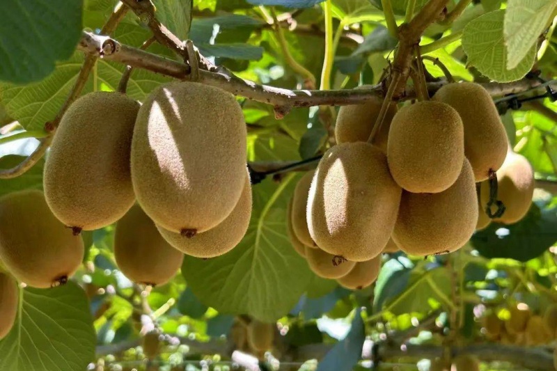 猕猴桃怎么储藏?猕猴桃冷库储藏需要注意什么?