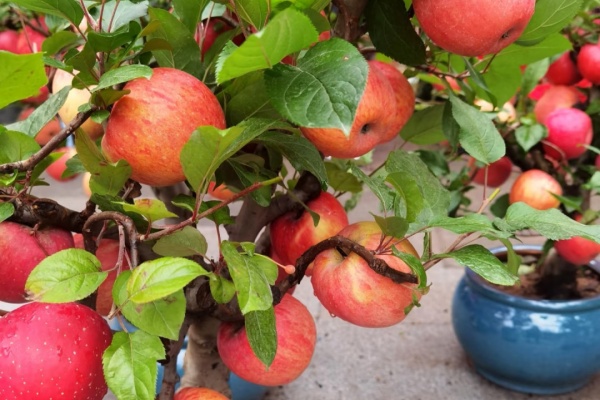 怎么种好盆栽苹果树?这些经验可以帮你少走弯路