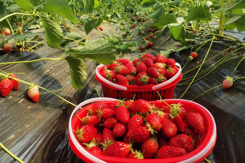 草莓行情怎么样？当前行情分析与高效益种植的关键技巧