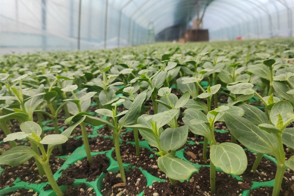 棚室冬春瓜苗怎么移栽？5个土办法，保住甜度不掉果