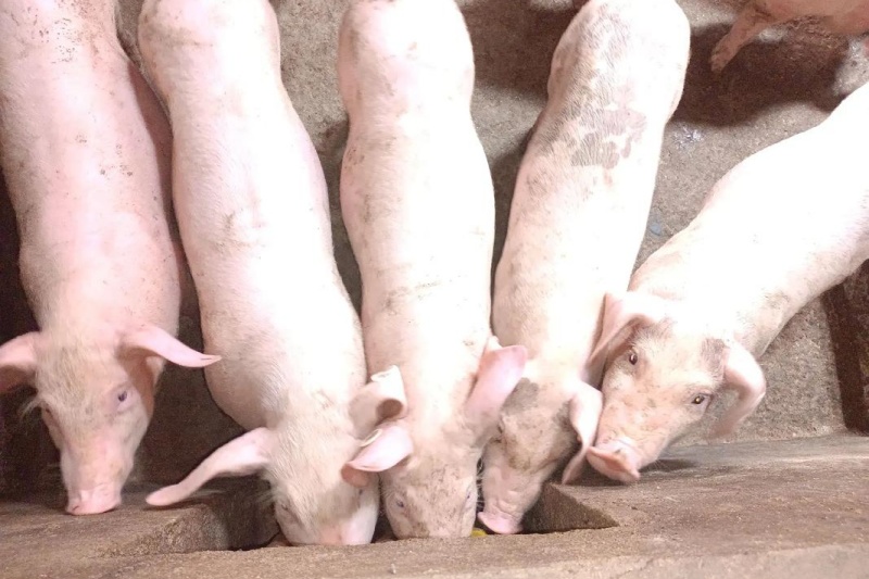 哺乳仔猪死亡率高怎么办？哺乳仔猪死亡率高是什么原因？