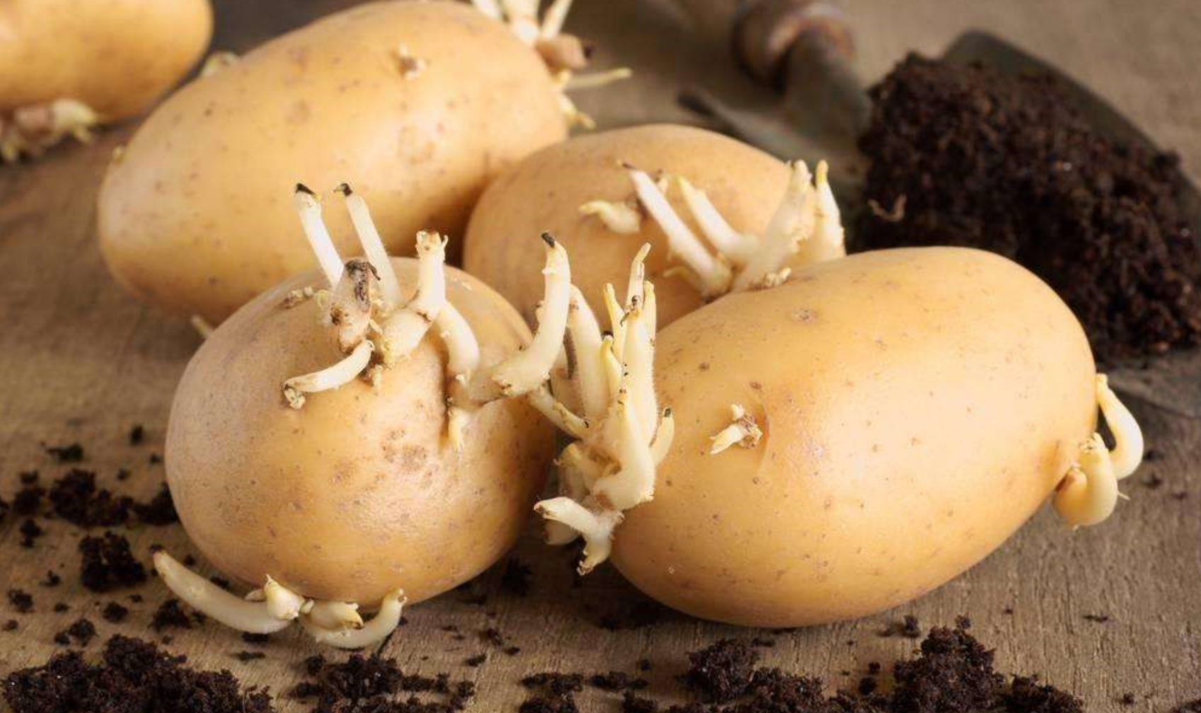 花芽的马铃薯近景