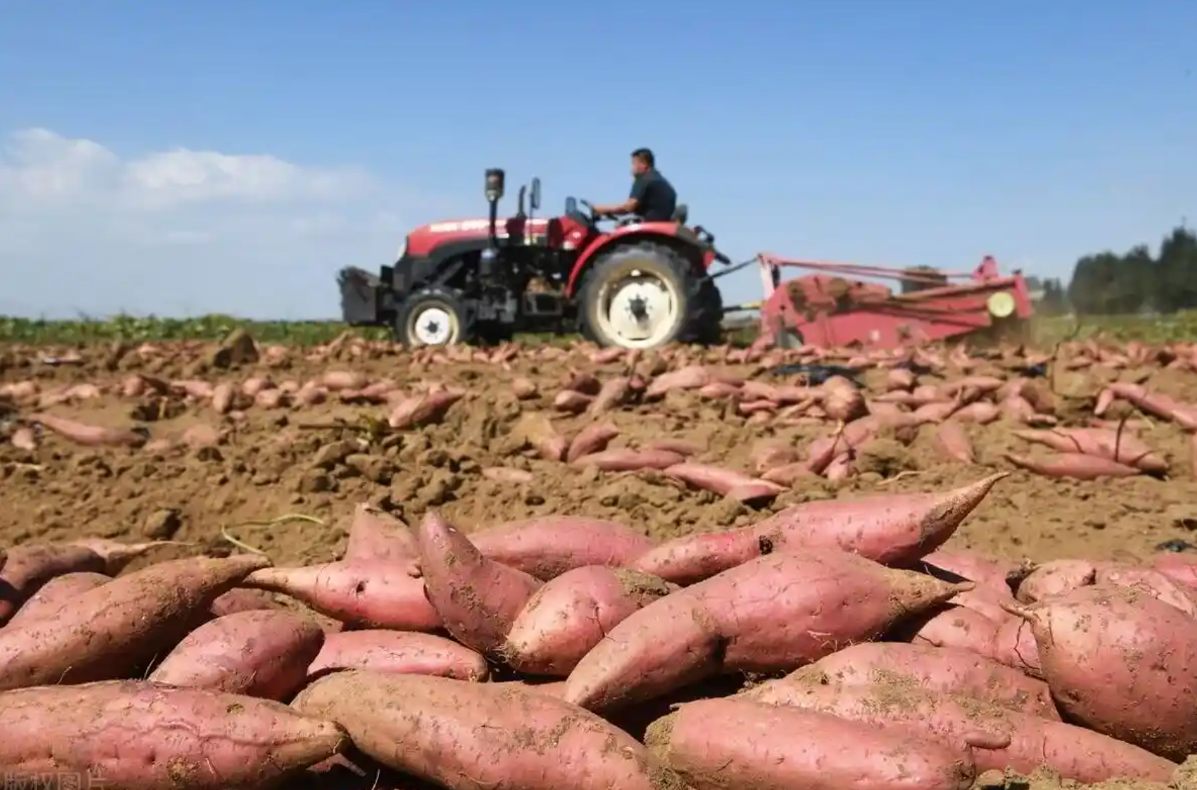 红薯丰收的景象远景