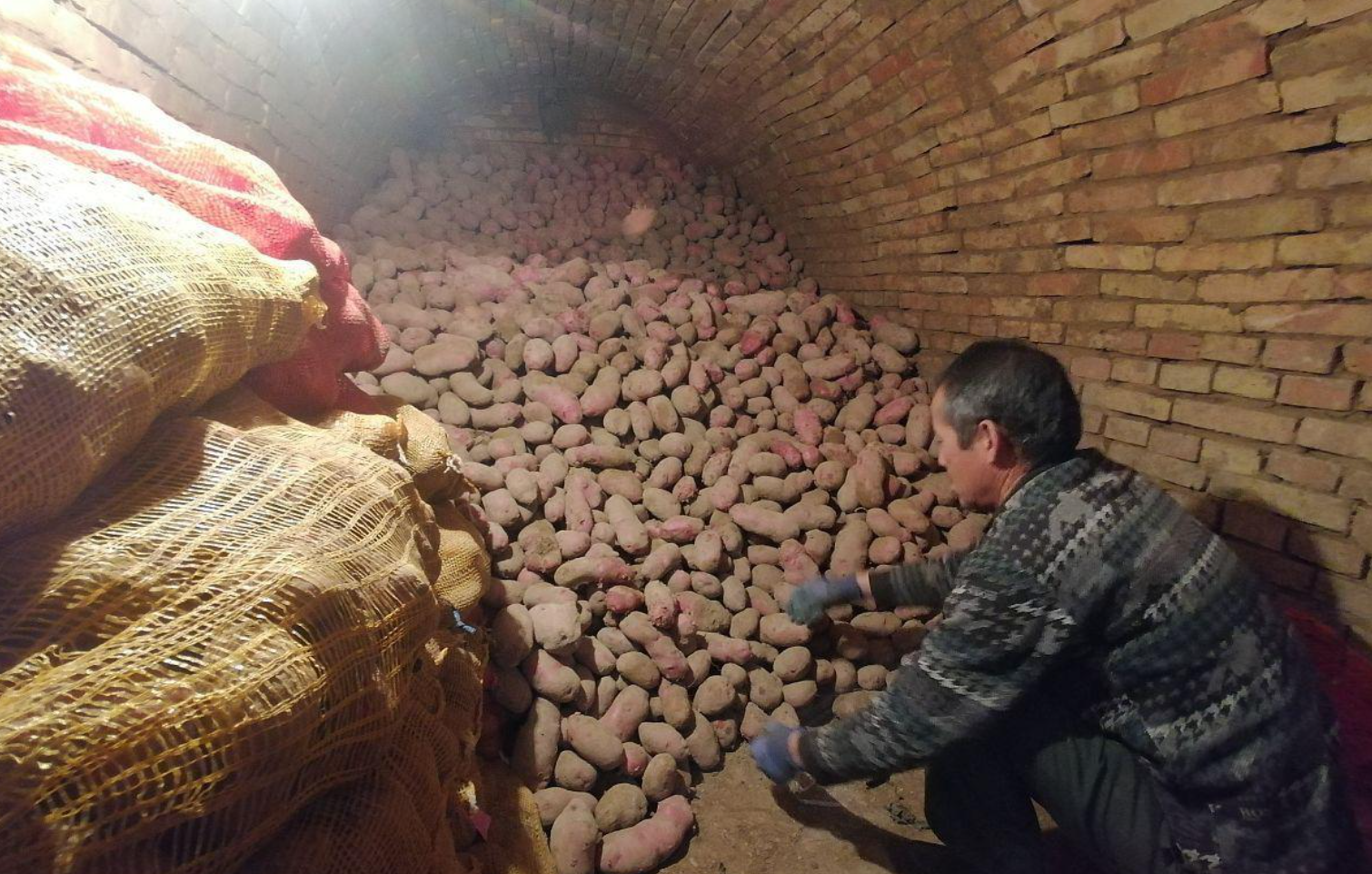 马铃薯、红薯窖藏期发芽、腐烂如何控制？