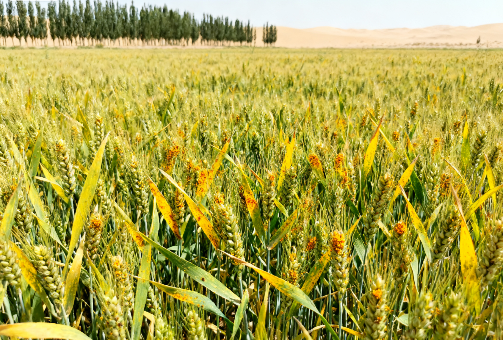 小麦“四病一虫”偏重发生区域全解析：哪些地区需重点防控？