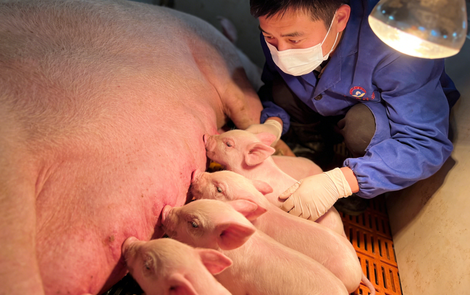 新生仔猪吸食初乳获得免疫近景