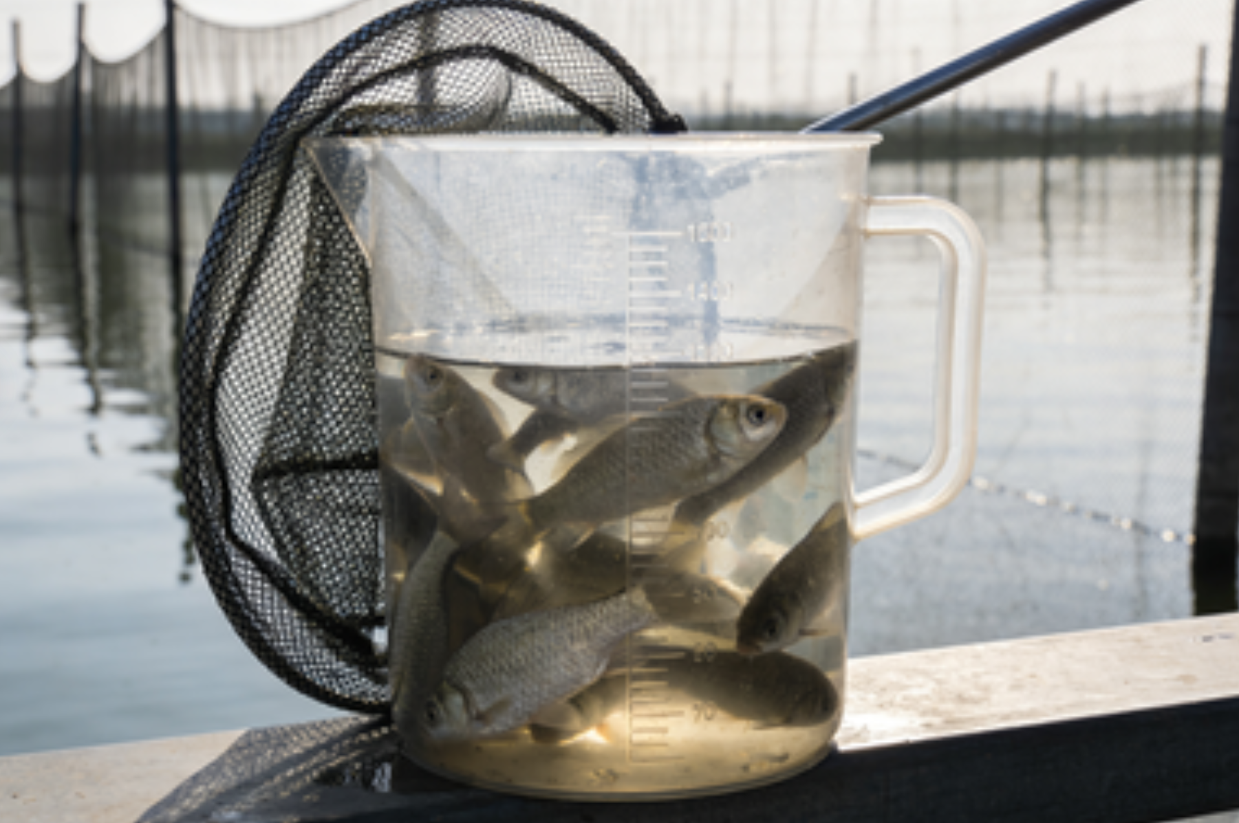 越冬鱼类密度抽样检测近景