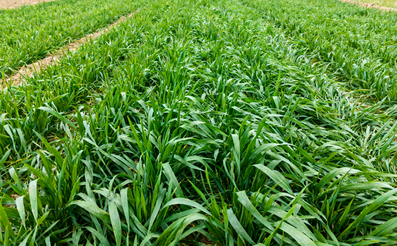 冬前旺长麦田群体远景