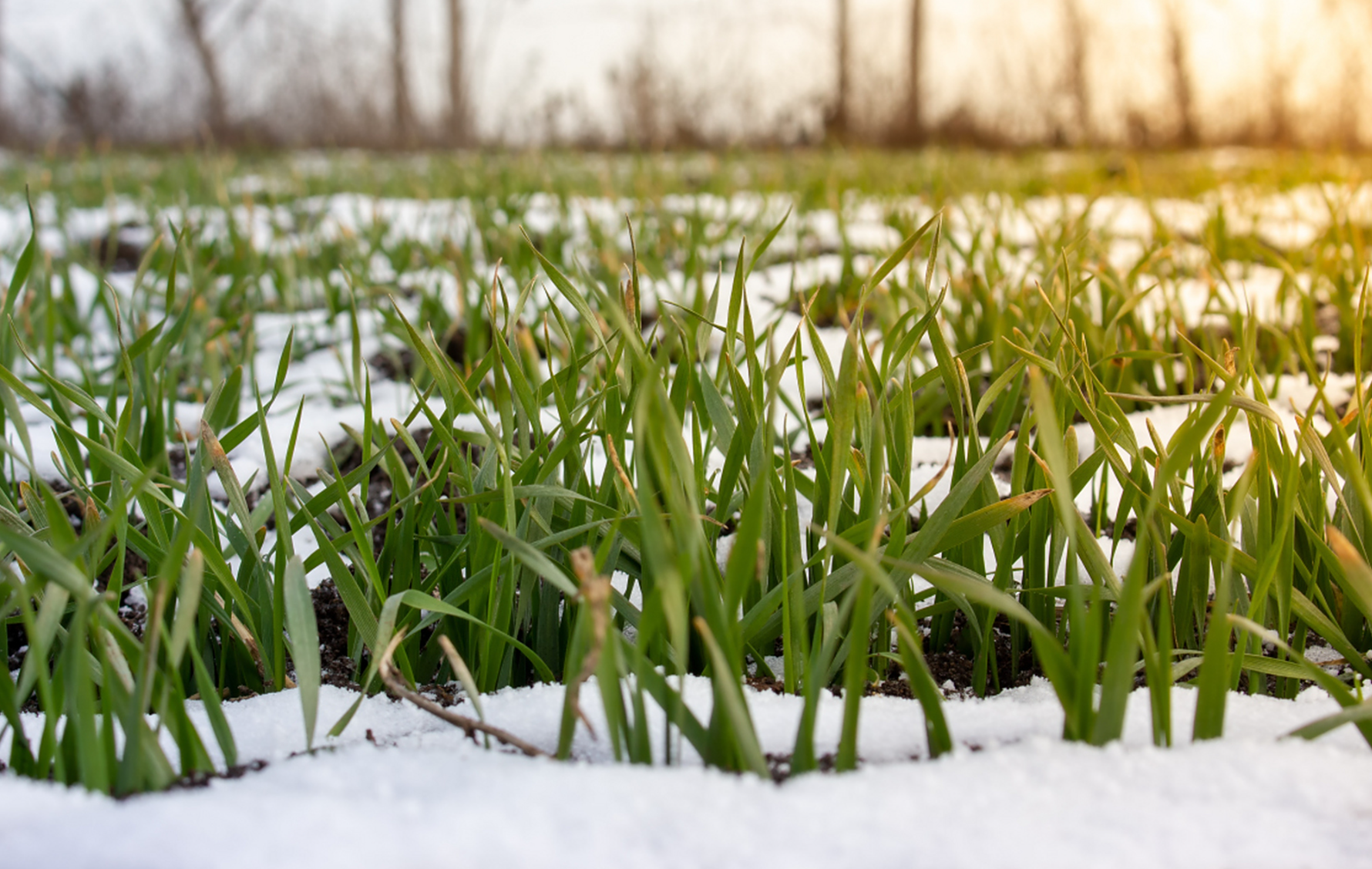 冬前小麦弱苗黄苗逆袭术：四步促壮安全越冬稳产