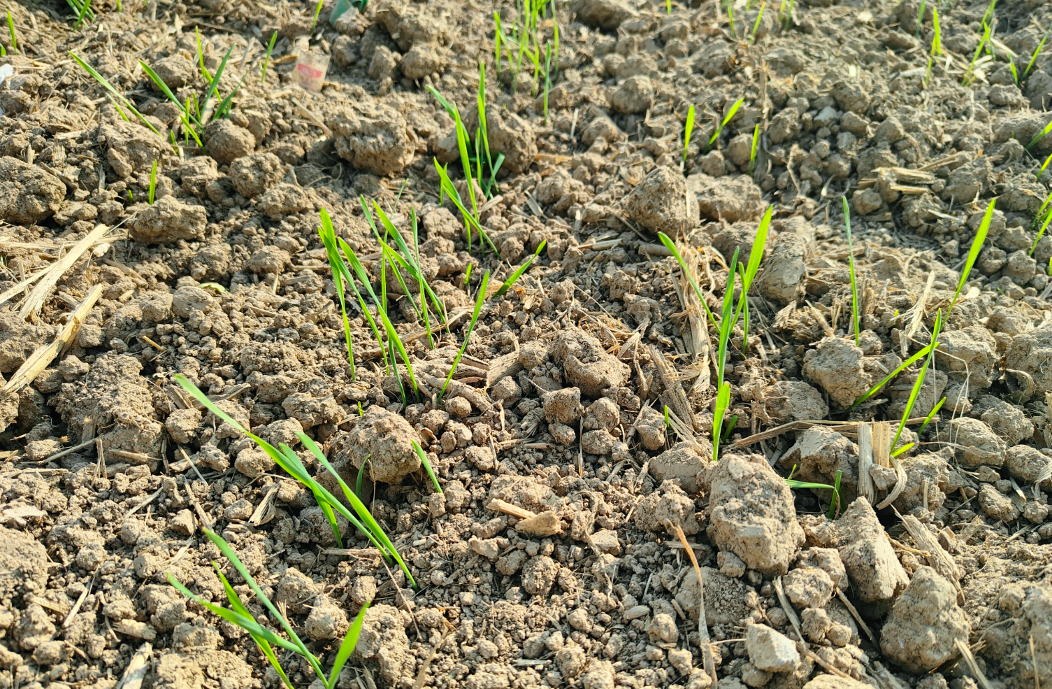 三叶期的麦田近景
