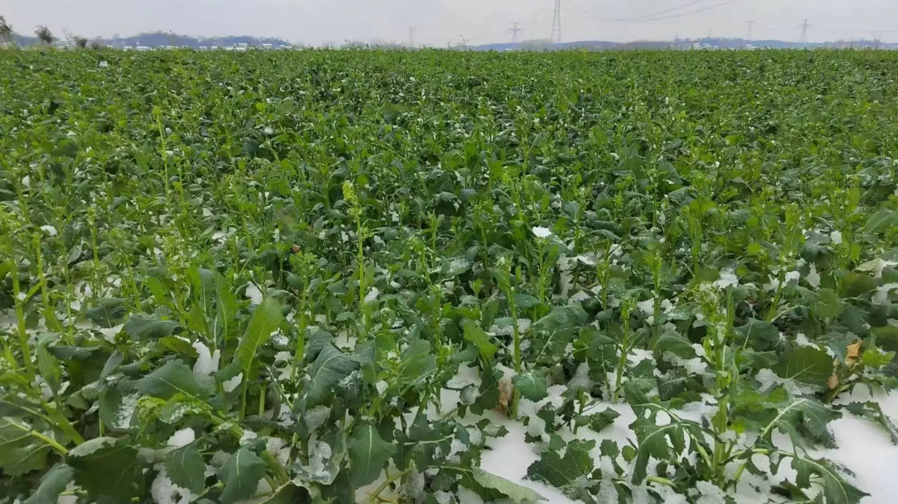 南方冬油菜遭遇冻害如何补救？抗寒品种有哪些推荐？