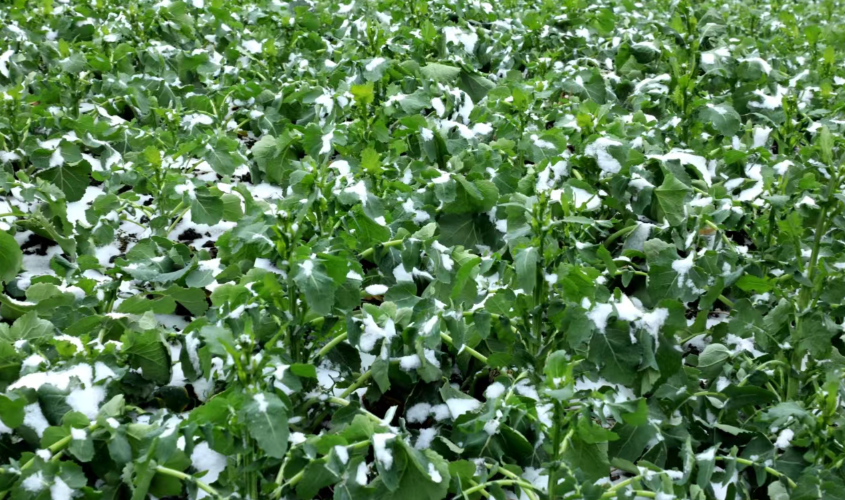 南方雪停后的油菜田