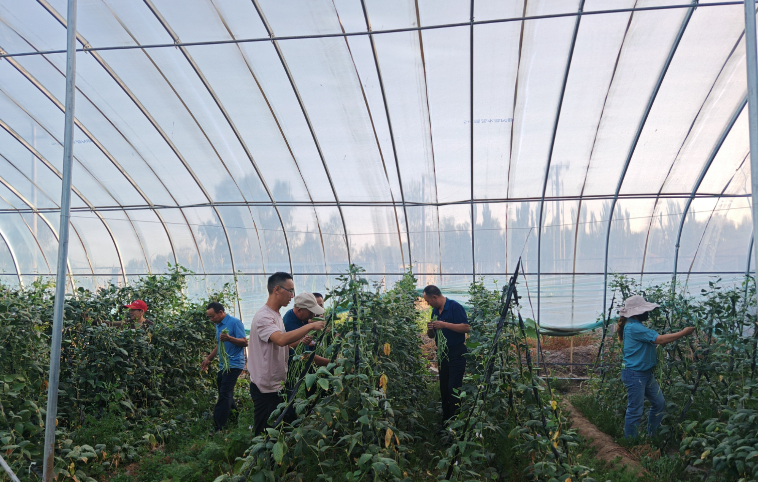 农民景观菜园丰收场景