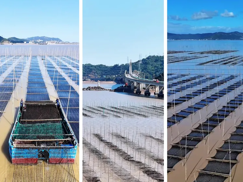 洞头霓屿头水紫菜抢“鲜”上市!这抹“东海软黄金”飘香海内外