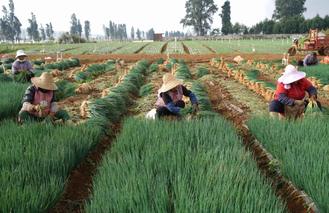 一株香葱的致富经:云南泸西从“土特产”到35亿元产业的绿色升级路