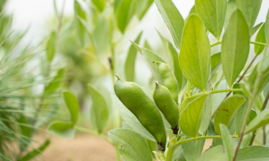 秋种蚕豆冬前必须做好的六件事:确保苗齐苗壮安全过冬