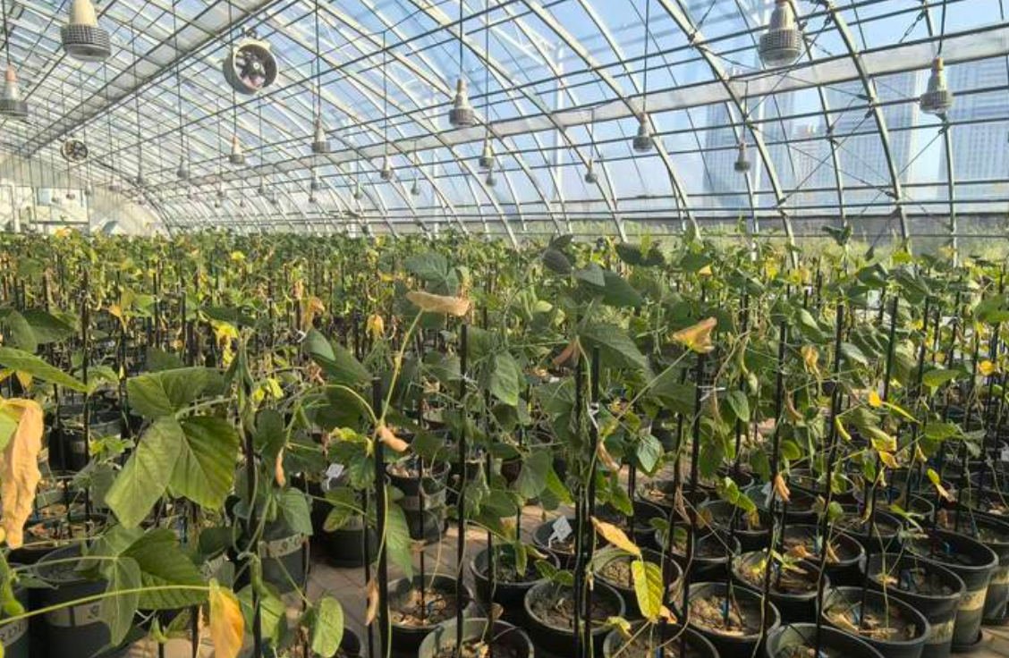 黑土地上绘就智慧农业新画卷:黑龙江探索数智赋能新路径