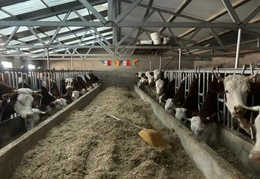 聚焦极寒天气民生:内蒙古多措并举保障农牧民温暖过冬