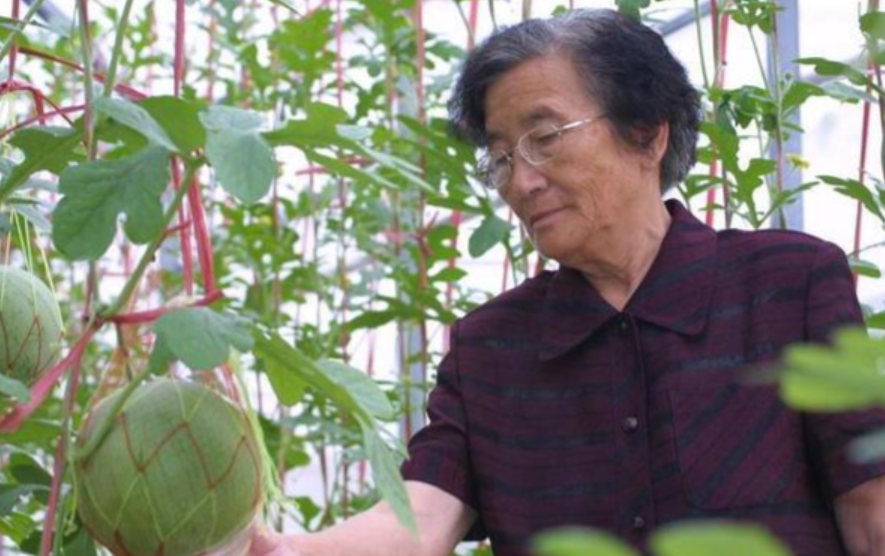 吴明珠：用半生心血浇灌出西甜瓜的甜蜜事业