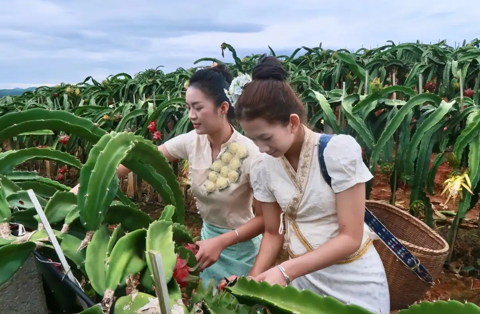 云南西双版纳：以劳动竞赛为笔，绘就热区农业现代化新画卷