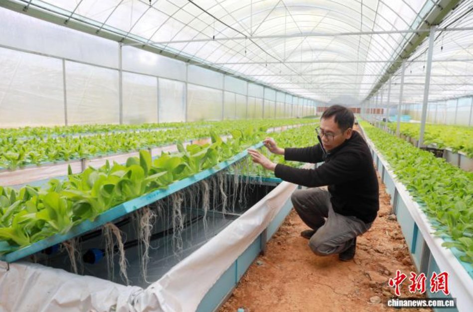 广西三江：返乡夫妻以气雾栽培绘就乡村新景