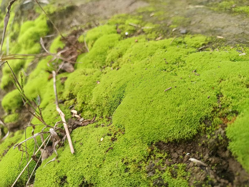 稻田青苔疯长怎么办？推荐这3种低成本物理清除法