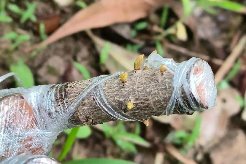 杨梅可以和什么树嫁接？杨梅嫁接技术指南