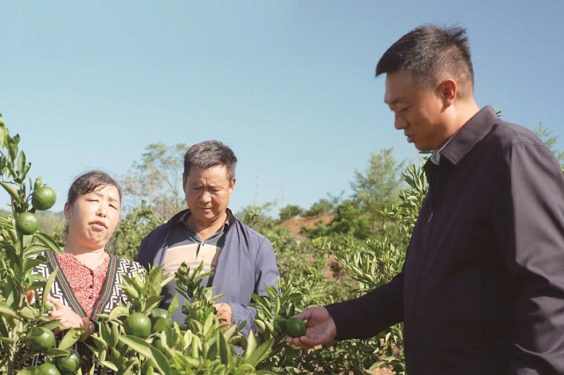 从军营走向田野：三位&ldquo;兵支书&rdquo;扎根乡村，以实干引领村民增收致富的实践路径