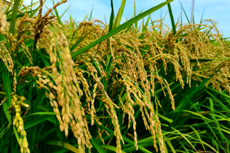 水稻中期怎么管理？做好这5件事，亩产轻松增百斤