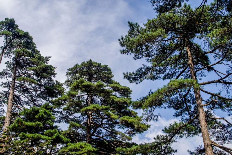 松树常见病害有哪些？如何防治？