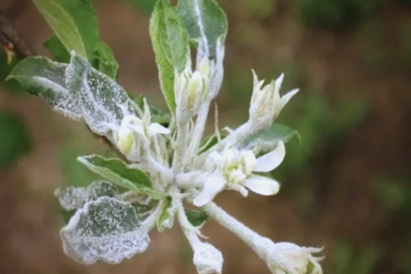 什么是苹果幼苗白粉病？如何防治苹果幼苗白粉病？