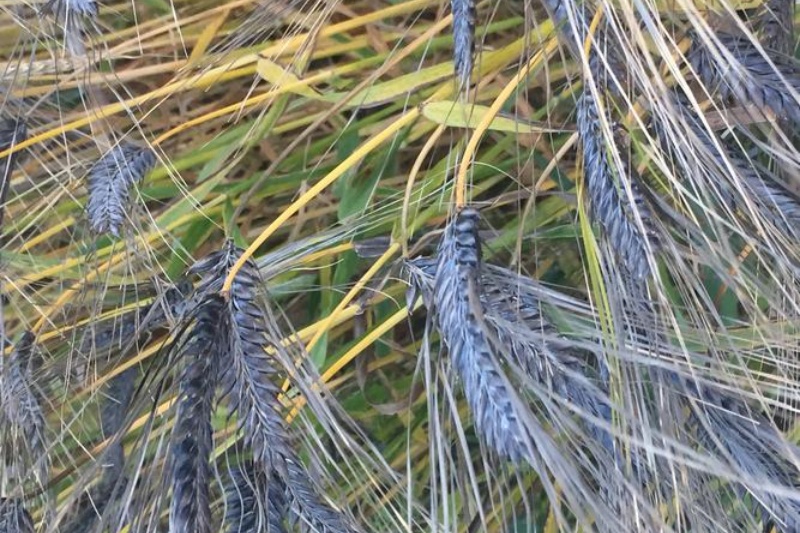 小麦黑穗病有什么症状？小麦黑穗病综合防治指南