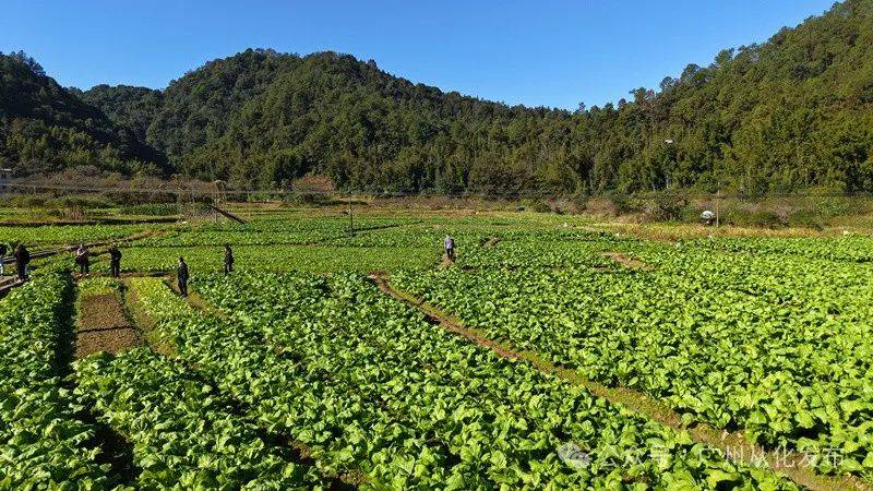 广州从化吕田大芥菜：冬日里的乡村致富密码