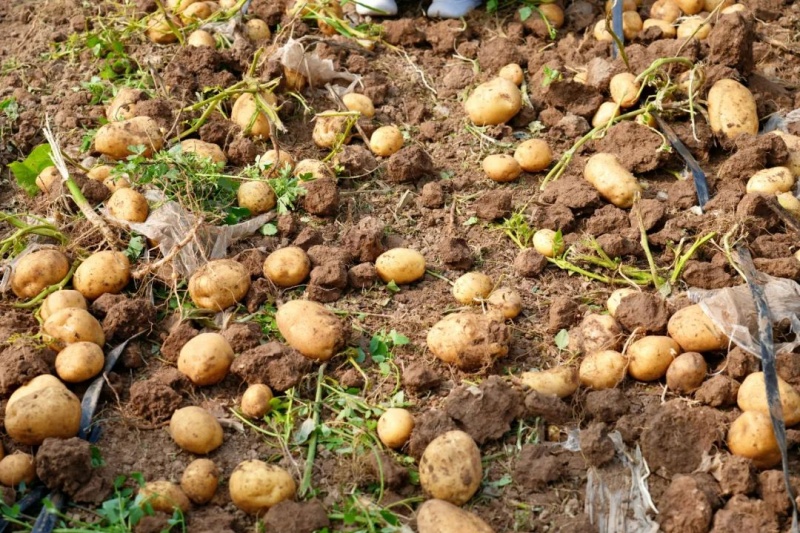 马铃薯空心怎么办？马铃薯空心如何预防？