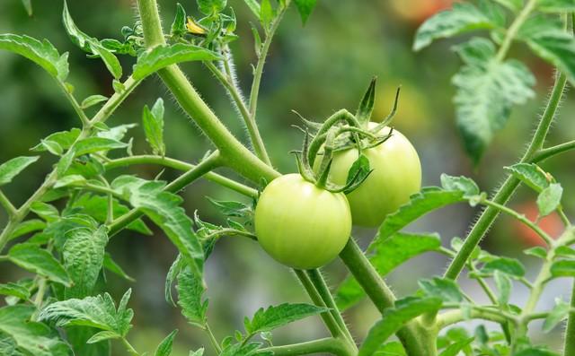 西红柿用什么肥料能膨大快、品质好、产量高？西红柿施肥技巧指南