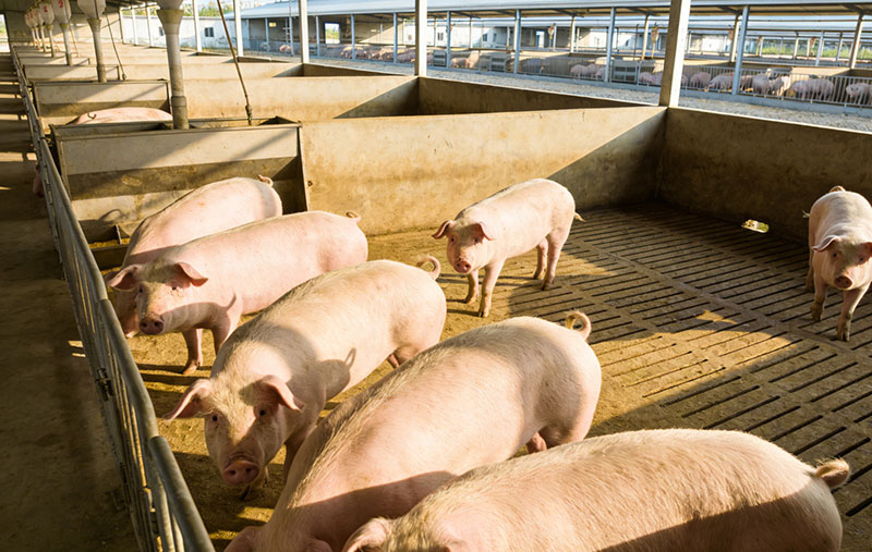 生猪低蛋白日粮配制有哪些新技术？实用方案详解