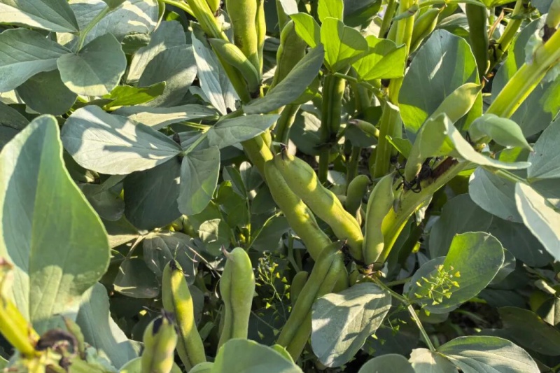 蚕豆种植技巧有哪些？蚕豆常见病害防治指南