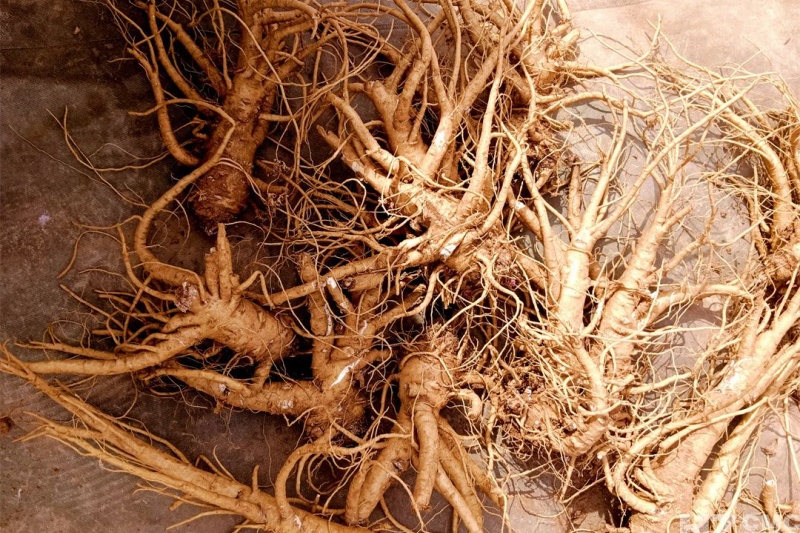 当归行情分析：当归价格为什么涨不动？