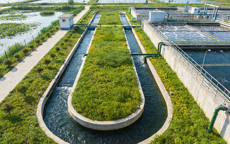 人工湿地处理区，水生植物净化尾水远景