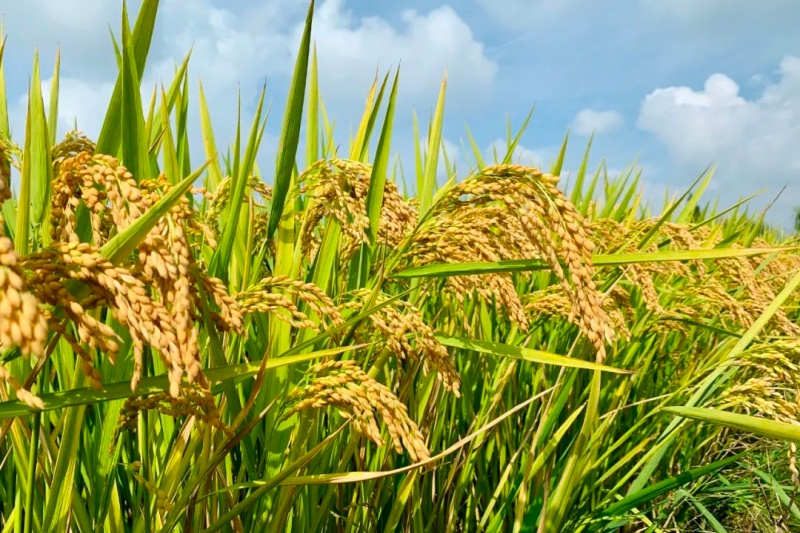 双季稻和单季稻有什么区别？一季稻与两季稻的效益对比解析