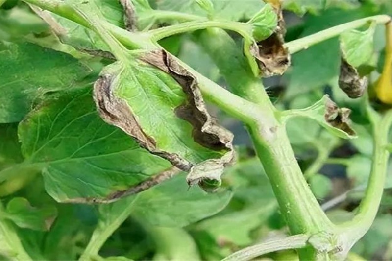 肥害有什么症状？肥害解救方法有哪些？